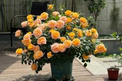 果汁陽(yáng)臺(tái)為什么這么受歡迎，它有什么優(yōu)缺點(diǎn)